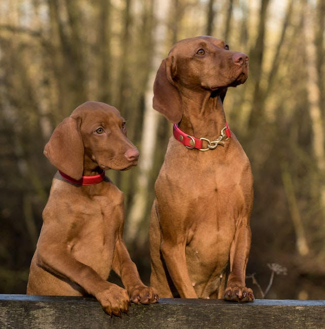 Upgrade Your Pet’s Life with Premium Pet Stairs: 10 Positive, Safe & Stylish Solutions for Your Furry Friend