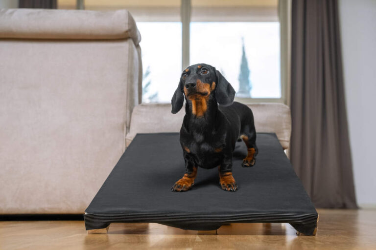 Pet Ramps Made Easy: Choose the Ideal Solution for Your Furry Companion – 10 Ideas