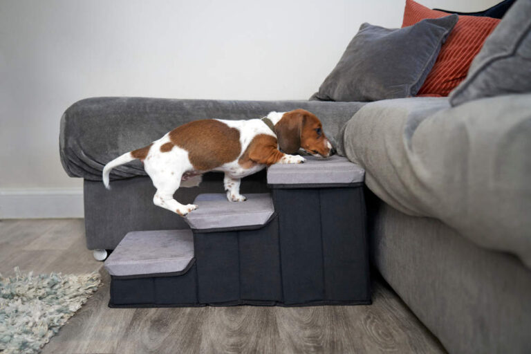 Explore the Best Dog Ramp for Couch: 10 Awesome Ideas That Enhance Comfort and Accessibility