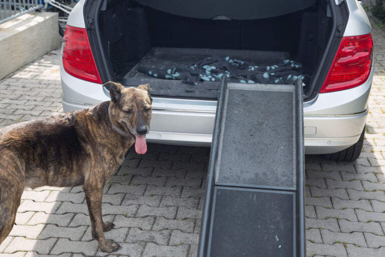 Easy and Safe Dog Ramp for Car: Go 10 and Make Traveling a Breeze