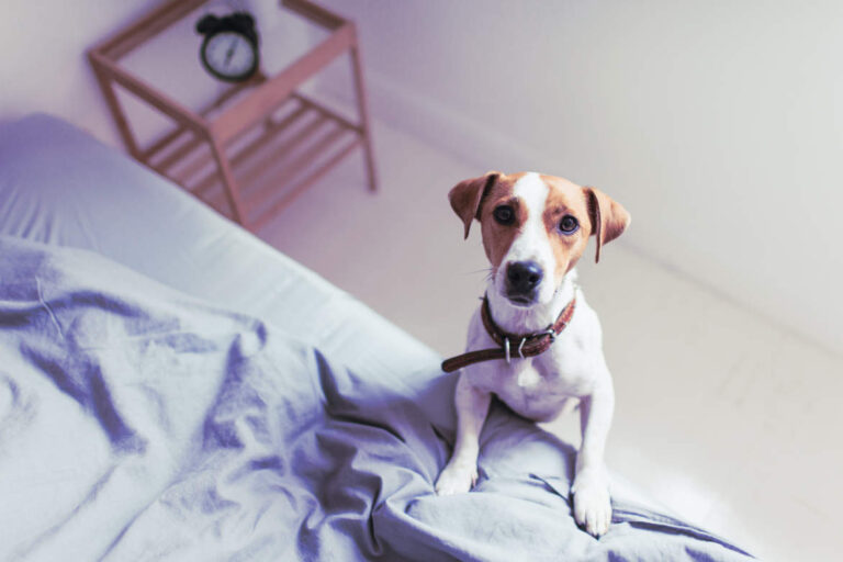 Dog Steps for Bed: 10 Helpful Tips To Provide Your Pet with a Safe and Convenient Way Up